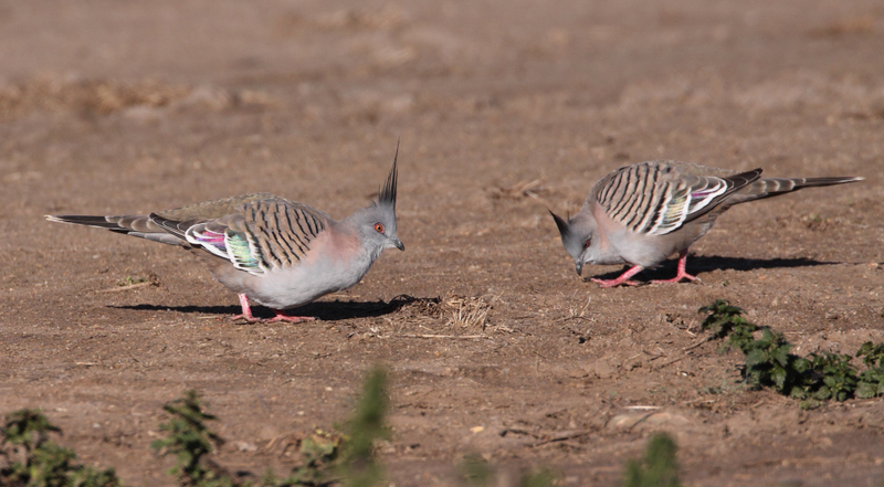 A pair of pigeons on the ground. Image: Geoffrey Dabb